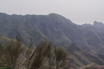 Arid mountain valley in northern Tenerife with Opuntia cactus and rugged canyon Canary Islands landscape