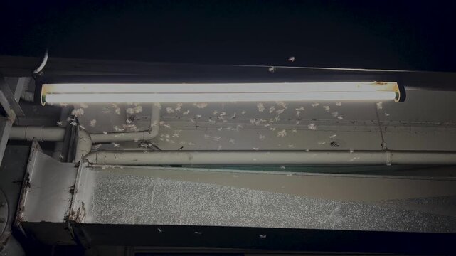 Flying termites swarming around a glowing light bulb at night, a natural insect behavior commonly seen during the rainy season in Thailand.