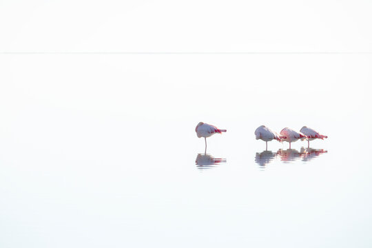 Flamingos resting in the tranquil Ebro Delta waterscape