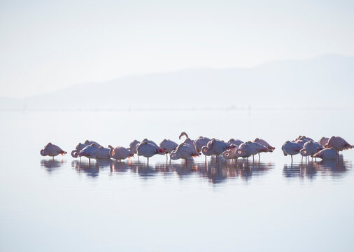 Flamingos resting in the serene waters of Ebro Delta
