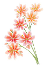 Loose Abstract Watercolor of Orange Pink Lewisia