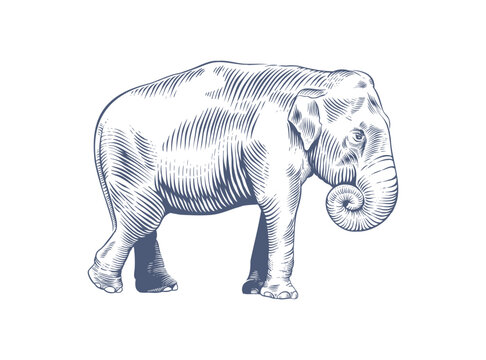 Hand-drawn Indian elephant. Vector illustration in vintage engraving style, isolated on a white background
