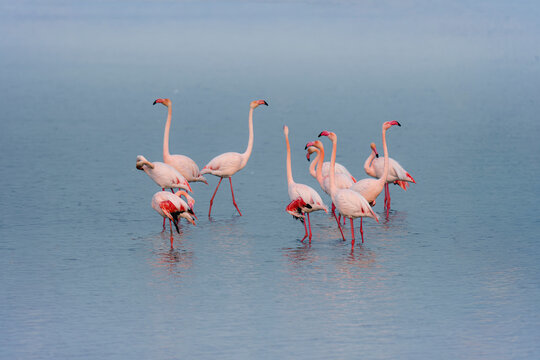 Flamingos wading in Ebro Delta's tranquil winter waters