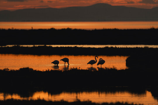 Tranquil winter sunset over Ebro Delta with flamingos
