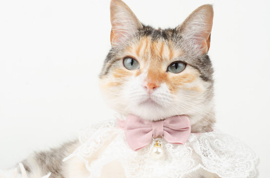 gato , blanco , domedstico , bebe , ojos , mirada , manta , casa 