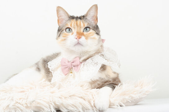 gato , blanco , domedstico , bebe , ojos , mirada , manta , casa 