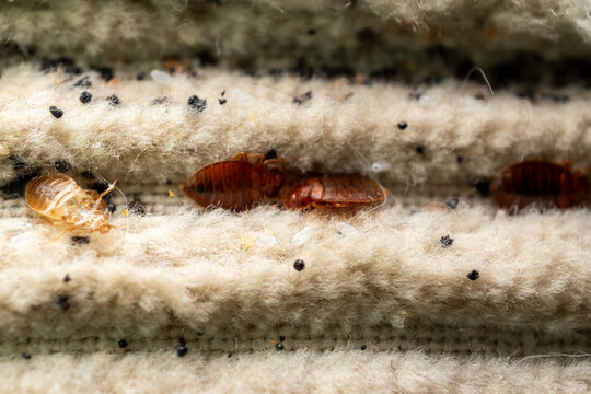 Bed Bug Infestation In Mattress