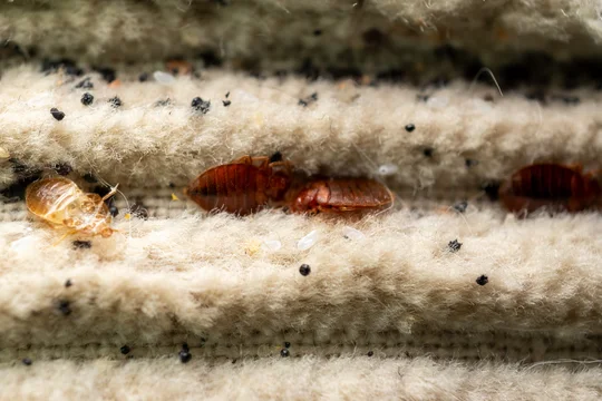 Bed Bug Infestation In Mattress
