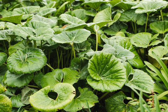 Lush pennywort foliage in a natural setting