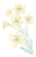 Loose Abstract Watercolor of Pale Yellow Lewisia
