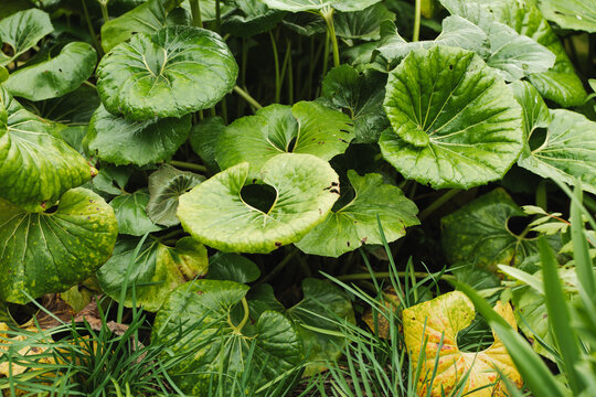Pennywort leaves in a lush natural setting