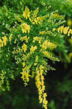 Golden chain tree with vibrant yellow flowers