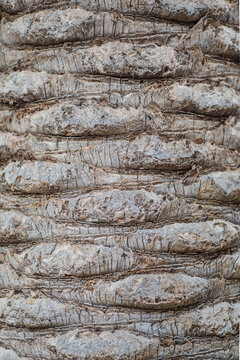 Detailed texture of a rugged tree trunk surface