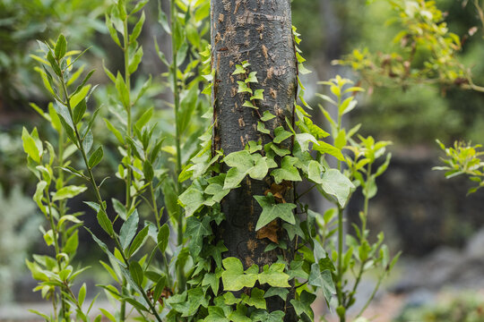 Tree trunk with green ivy in a lush garden setting