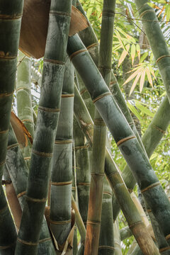 Dense bamboo trunks in lush natural forest