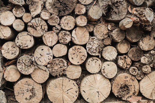 Collection of cut tree trunks highlighting natural patterns
