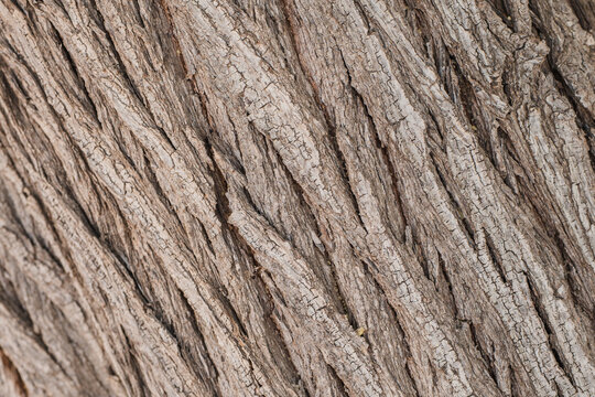Close-up of rough brown tree bark texture