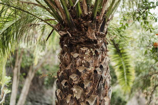 Close-up of a textured palm tree trunk in the wild