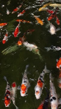 japanese koi fish