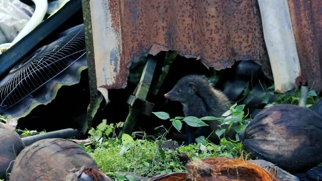 Curious mongoose peeking out from discarded items and natural debris in a cluttered environment