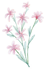 Loose Abstract Watercolor of Soft Pink Lewisia