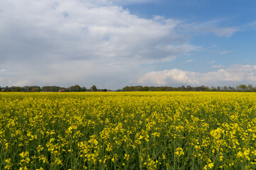 Obraz premium Rapsfeld in der Region Teutoburger Wald