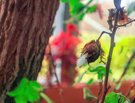 Tree Cotton grows in botanical garden closeup. Gossypium arboreum dried plant, selective focus