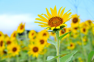夏空を見上げるヒマワリ
