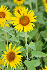 Obraz premium キク科 ヒマワリ畑 