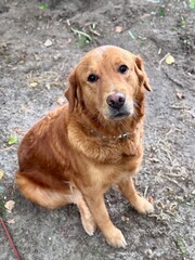 Obraz premium Friendly brown dog sitting calmly in a garden