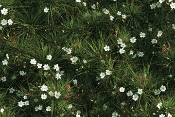 Wild grass field with scattered small white flowers creating natural and peaceful scene, showcasing fresh green blades and delicate floral details in top down view