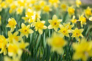 Obraz premium 満開のスイセン