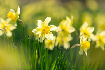 日を浴びるスイセン
