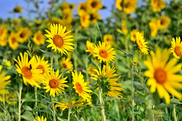 神奈川県　座間ひまわり畑
