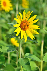 神奈川県　座間ひまわり畑
