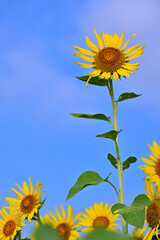 夏空を見上げるヒマワリ
