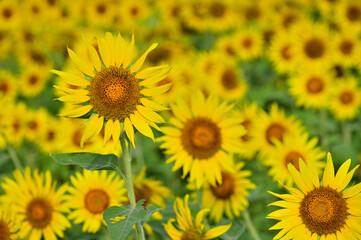 Fototapeta premium 向日葵の花畑 