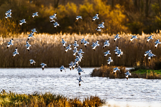 Pied Avocet, Recurvirostra avosetta, birds in flight over winter marshes