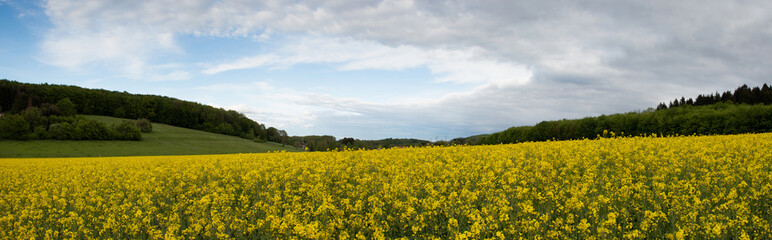 Obraz premium Rapsfeld in der Region Teutoburger Wald