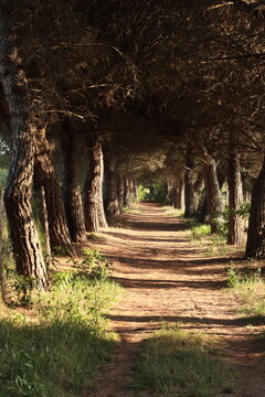 Sunlit Pine Forest Tunnel in Bibione, Italy