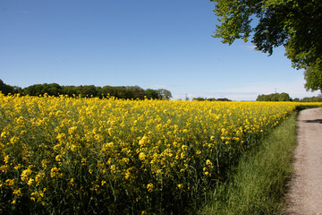 Rapsfeld in der Region Teutoburger Wald