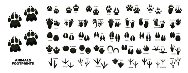 animal footprint © Usama Zahoor