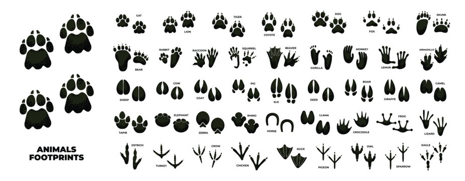 animal footprint