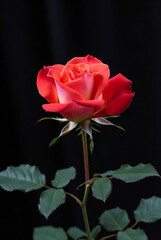 Fototapeta premium rose, flower, red, love, valentine, pink, nature, isolated, single, beauty, leaf, gift, plant, romance, petal, blossom, floral, white, bouquet, black, flora, bud, stem, flowers, beautiful
