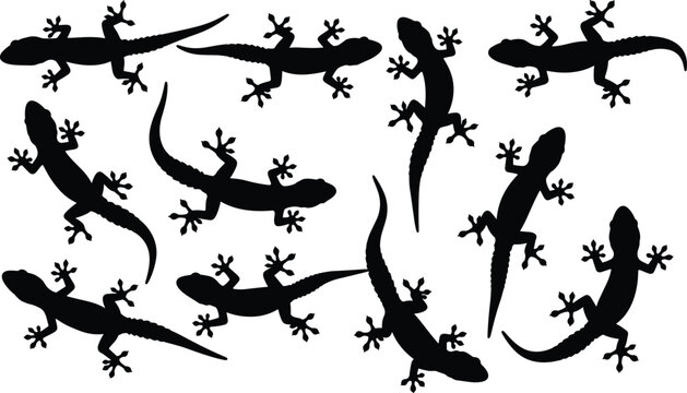 Silhouettes of geckos in diverse poses with distinctive tails, heads, and climbing limbs, representing reptiles, wildlife, animal behavior, and nature-inspired design concepts