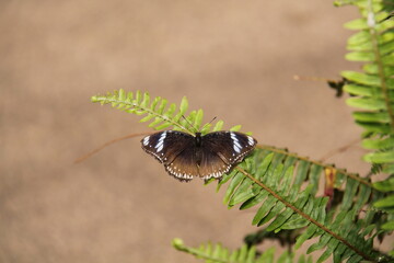 A Brown and White Tropical Butterfly on a Green Fern Leaf.