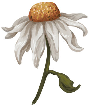 Dying Daisy Flower on white background