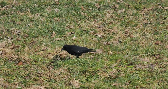 Une Corneille noire (Corvus corone corone), oiseau au r&eacute;gime alimentaire opportuniste creusant lle sol d'une prairie afin d'en extraire des vers de terre
