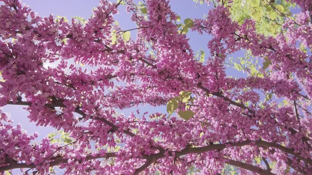 View from below of the branches of a blooming Cercis Redbud tree with pink-purple flowers, in a blue sky background, backlit by the sun, Panoramic view view from below