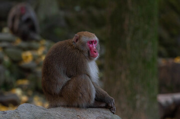 高崎山自然動物園のニホンザル